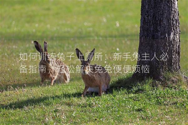 如何训练兔子上厕所：新手兔主人必备指南，轻松解决兔兔便便烦恼