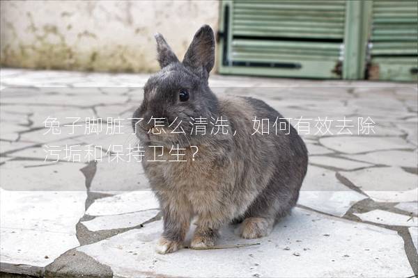 兔子脚脏了怎么清洗，如何有效去除污垢和保持卫生？