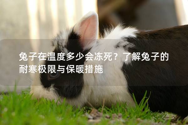 兔子在温度多少会冻死？了解兔子的耐寒极限与保暖措施