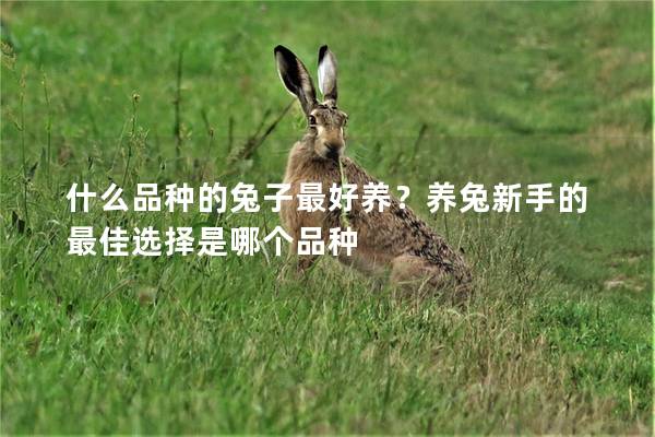 什么品种的兔子最好养？养兔新手的最佳选择是哪个品种