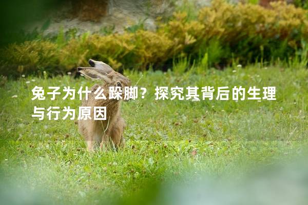 兔子为什么跺脚？探究其背后的生理与行为原因