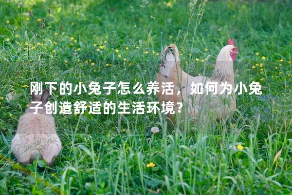 刚下的小兔子怎么养活，如何为小兔子创造舒适的生活环境？