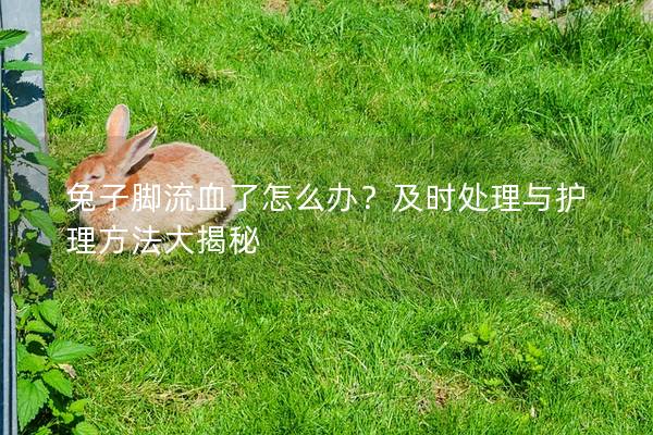 兔子脚流血了怎么办？及时处理与护理方法大揭秘