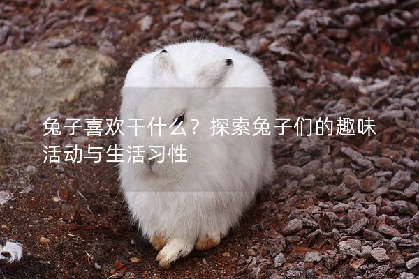 兔子喜欢干什么？探索兔子们的趣味活动与生活习性