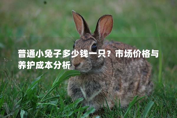 普通小兔子多少钱一只？市场价格与养护成本分析