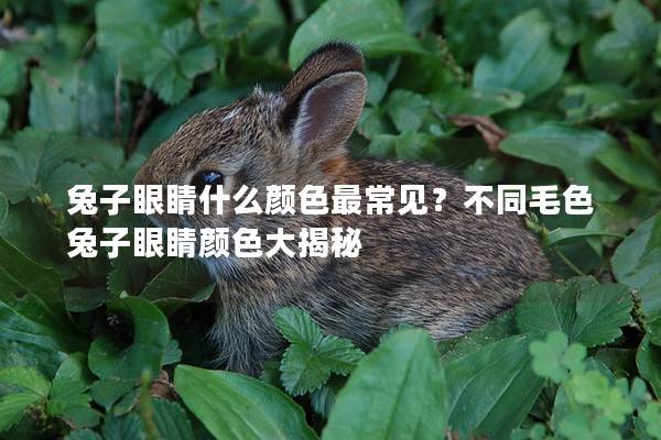 兔子眼睛什么颜色最常见？不同毛色兔子眼睛颜色大揭秘