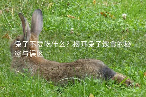 兔子不爱吃什么？揭开兔子饮食的秘密与误区