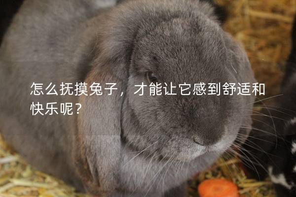 怎么抚摸兔子，才能让它感到舒适和快乐呢？