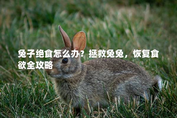 兔子绝食怎么办？拯救兔兔，恢复食欲全攻略