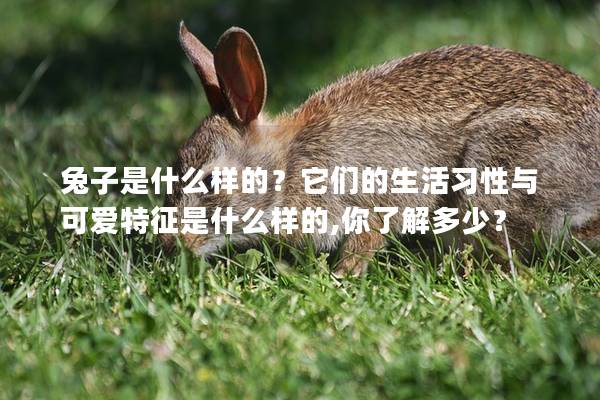 兔子是什么样的？它们的生活习性与可爱特征是什么样的,你了解多少？