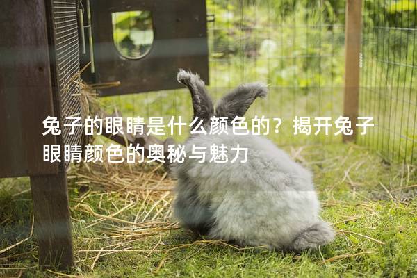 兔子的眼睛是什么颜色的？揭开兔子眼睛颜色的奥秘与魅力
