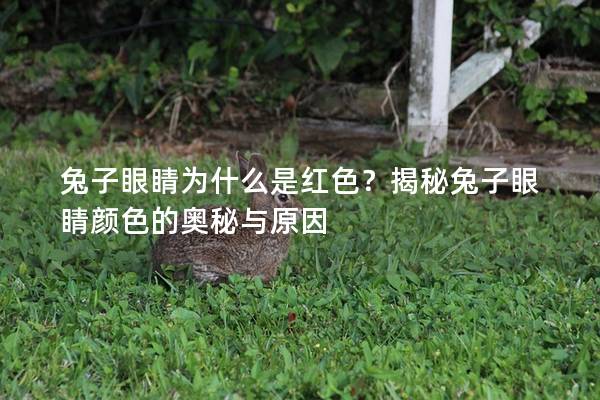 兔子眼睛为什么是红色？揭秘兔子眼睛颜色的奥秘与原因