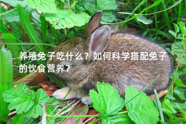养殖兔子吃什么？如何科学搭配兔子的饮食营养？