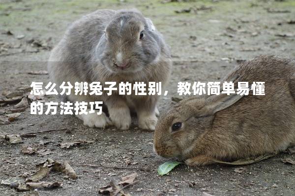 怎么分辨兔子的性别，教你简单易懂的方法技巧