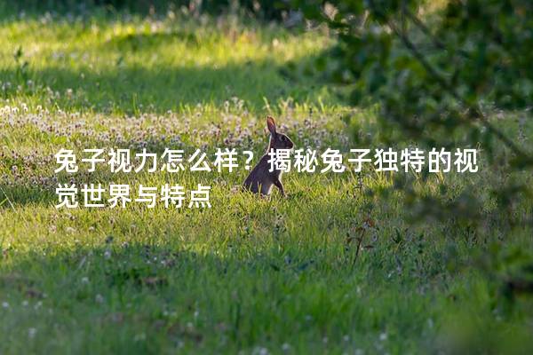 兔子视力怎么样？揭秘兔子独特的视觉世界与特点