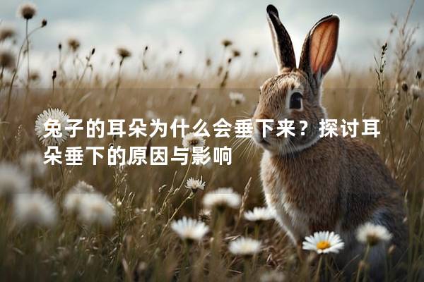 兔子的耳朵为什么会垂下来？探讨耳朵垂下的原因与影响