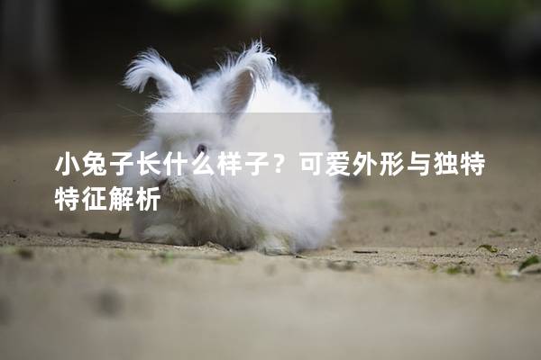小兔子长什么样子？可爱外形与独特特征解析