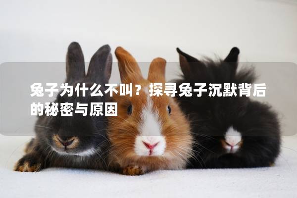 兔子为什么不叫？探寻兔子沉默背后的秘密与原因