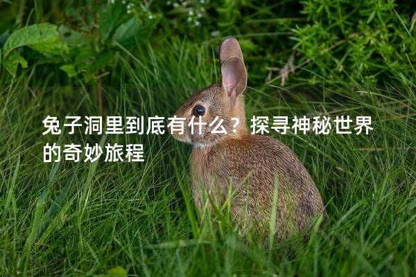 兔子洞里到底有什么？探寻神秘世界的奇妙旅程