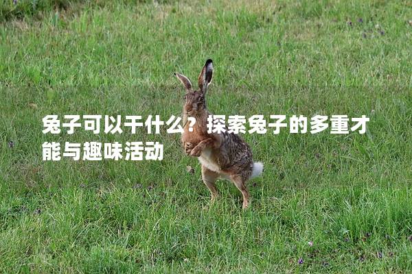 兔子可以干什么？探索兔子的多重才能与趣味活动