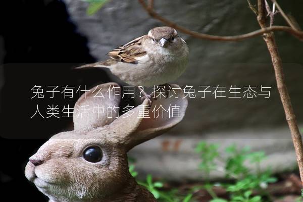 兔子有什么作用？探讨兔子在生态与人类生活中的多重价值
