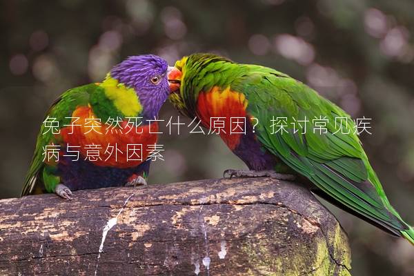 兔子突然死亡什么原因？探讨常见疾病与意外因素