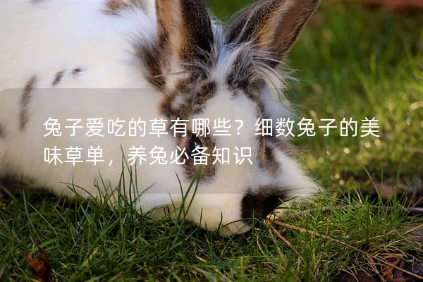 兔子爱吃的草有哪些？细数兔子的美味草单，养兔必备知识