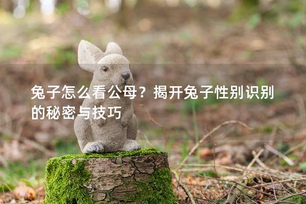 兔子怎么看公母？揭开兔子性别识别的秘密与技巧