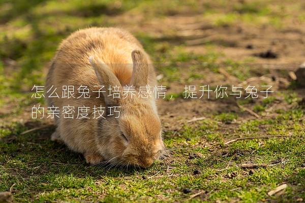 怎么跟兔子培养感情，提升你与兔子的亲密度技巧