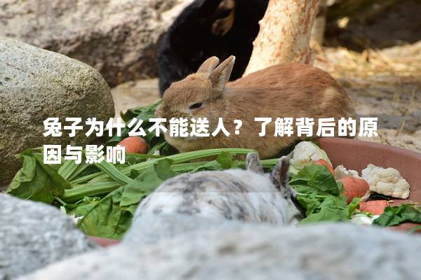 兔子为什么不能送人？了解背后的原因与影响