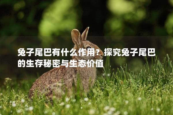兔子尾巴有什么作用？探究兔子尾巴的生存秘密与生态价值