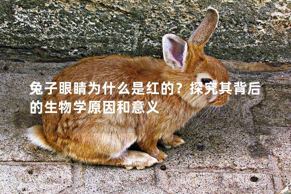 兔子眼睛为什么是红的？探究其背后的生物学原因和意义