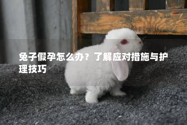 兔子假孕怎么办？了解应对措施与护理技巧