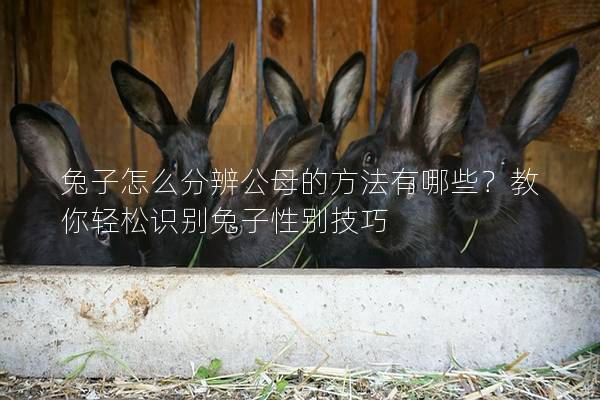 兔子怎么分辨公母的方法有哪些？教你轻松识别兔子性别技巧