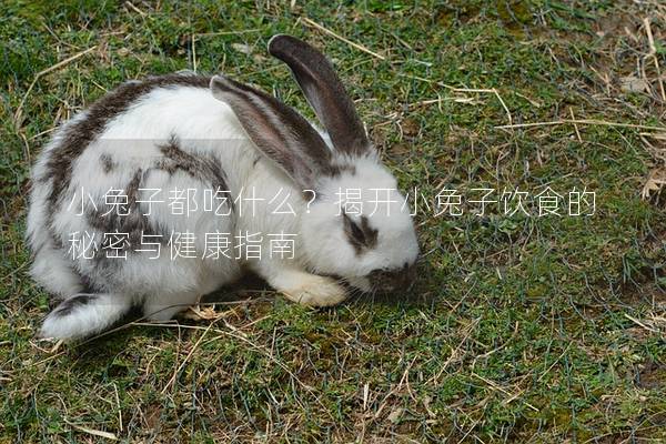 小兔子都吃什么？揭开小兔子饮食的秘密与健康指南