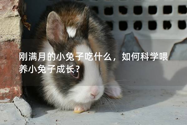 刚满月的小兔子吃什么，如何科学喂养小兔子成长？
