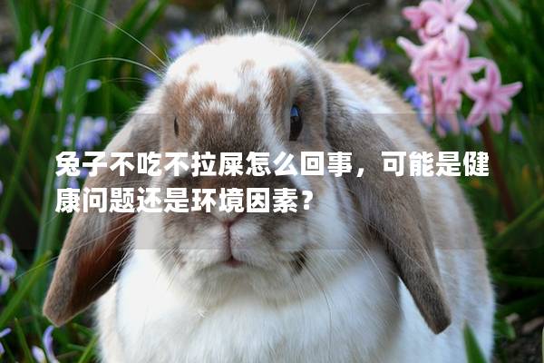 兔子不吃不拉屎怎么回事，可能是健康问题还是环境因素？