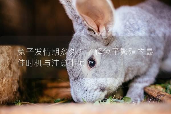 兔子发情期多久？了解兔子繁殖的最佳时机与注意事项