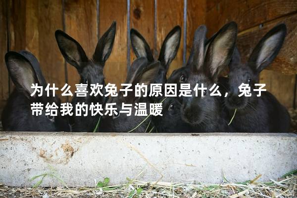 为什么喜欢兔子的原因是什么，兔子带给我的快乐与温暖