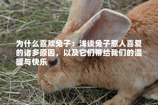 为什么喜欢兔子：浅谈兔子惹人喜爱的诸多原因，以及它们带给我们的温暖与快乐