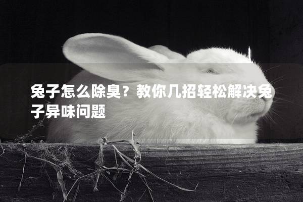 兔子怎么除臭？教你几招轻松解决兔子异味问题