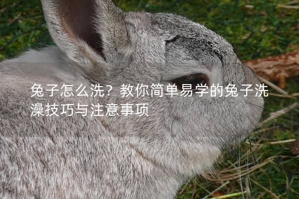 兔子怎么洗？教你简单易学的兔子洗澡技巧与注意事项