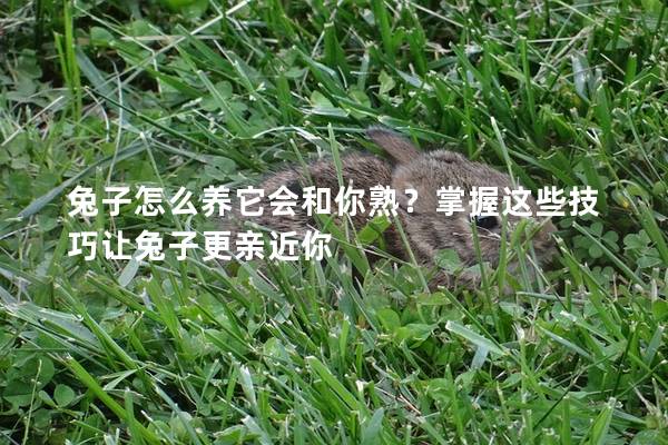 兔子怎么养它会和你熟？掌握这些技巧让兔子更亲近你