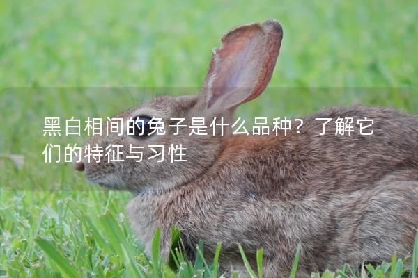 黑白相间的兔子是什么品种？了解它们的特征与习性