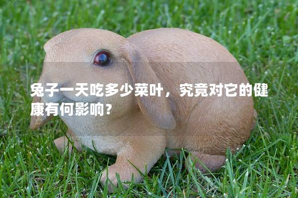 兔子一天吃多少菜叶，究竟对它的健康有何影响？