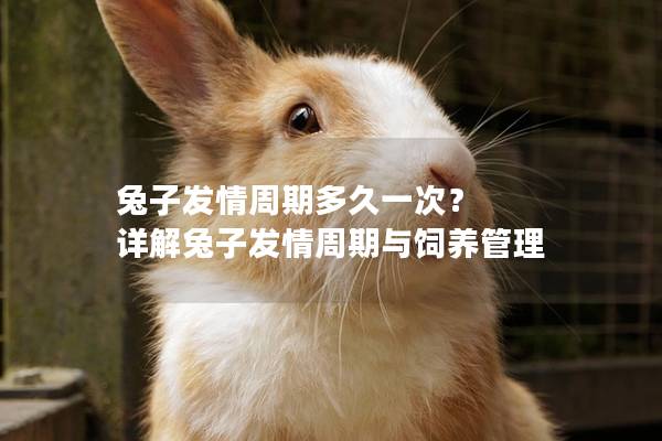 兔子发情周期多久一次？ 详解兔子发情周期与饲养管理
