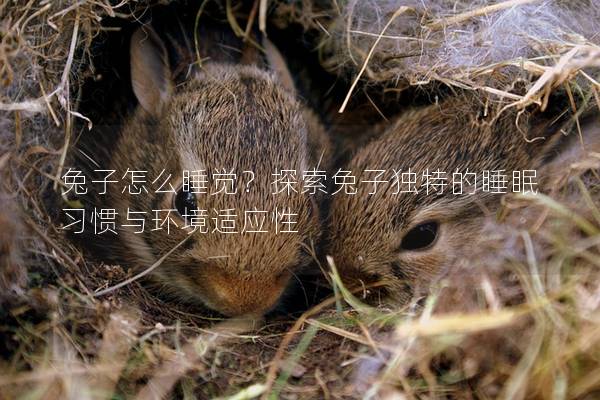 兔子怎么睡觉？探索兔子独特的睡眠习惯与环境适应性