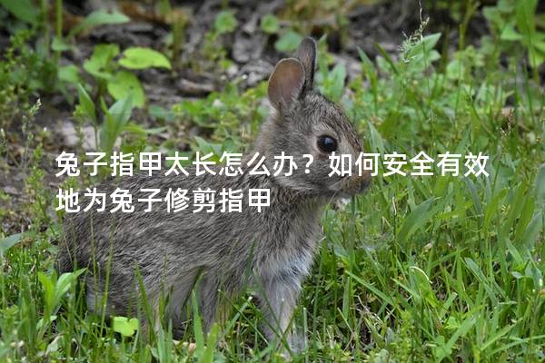 兔子指甲太长怎么办？如何安全有效地为兔子修剪指甲
