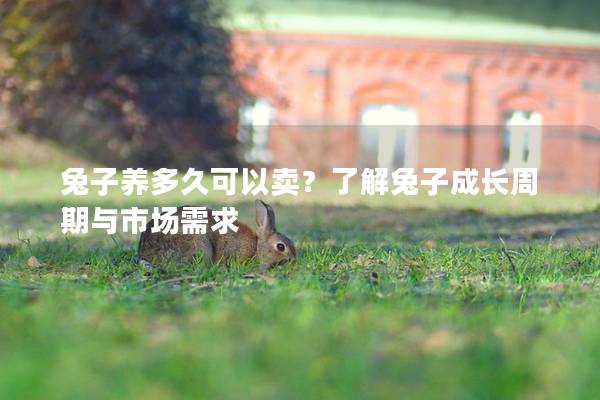 兔子养多久可以卖？了解兔子成长周期与市场需求