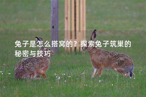 兔子是怎么搭窝的？探索兔子筑巢的秘密与技巧